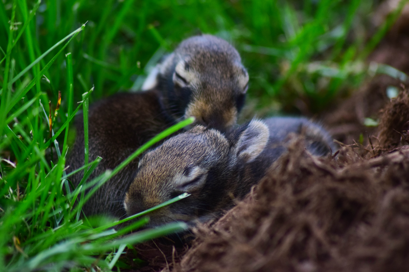 Illustration for article titled Cutest Photos I'll Ever Take (photo dump)